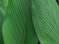 Close up Wild Turmeric or Curcuma aromatica Salisb. Green leaves with detailed, lines and texture.