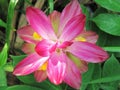 Close up Wild Turmeric Flower, Curcuma aromatica Salisb. Pink Wild Turmeric flower has many kinds of essential oils. Royalty Free Stock Photo