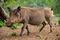 Close up of a wild African Warthog Royalty Free Stock Photo