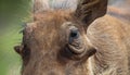 Close up of a wild African Warthog Royalty Free Stock Photo