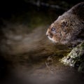 Close up of wild Water vole sitting on waters edge