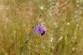A close up of wild harebells (Campanula rotundifolia) in dew in the field copy space for text Royalty Free Stock Photo
