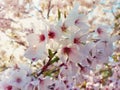 Close up of a wild white cherry tree blooming. Spring flowers background, cluster blossoms on the branch in the park. Beautiful Royalty Free Stock Photo