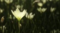 The beautiful and pure crocus with weeds Royalty Free Stock Photo