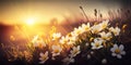 Close-up of wild white flowers in a meadow in the rays of the rising or setting sun. Ai generative