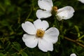 Close up of wild white flowers outdoor in sunlight Royalty Free Stock Photo