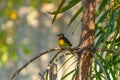 Close up of wild yellow canary passerine bird on branch, natural tree background in Singapore