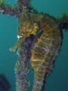 Close up of a wild yellow colored Whites seahorse Hippocampus Whitei clinging at the shark net of Watsons Bay aquatic pool