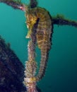 Close up of a wild yellow colored Whites seahorse Hippocampus Whitei clinging at the shark net of Watsons Bay aquatic pool