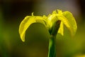 Close up wild yellow flag iris in garden pond Royalty Free Stock Photo