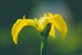 Close up wild yellow flag iris in garden pond Royalty Free Stock Photo