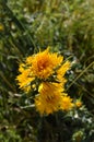 Close-up of Wild Yellow Thistles Flowering, Nature, Macro, Sicily