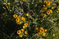 Close-up of Wild Yellow Thistles Flowering, Nature, Macro, Sicily