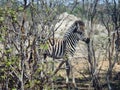 Close-up of a Wild Zebra cub, grazing in the National Park. Royalty Free Stock Photo