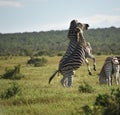 Africa- Close Up of Wild Zebras Rearing Up and Fighting