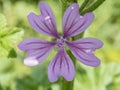 Close-up with wilde malve ( malva sylvestris )