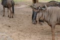 Close up wildebeest in the open zoo Royalty Free Stock Photo