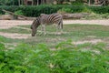 Close up wildebeest in the open zoo