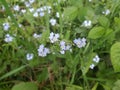 Close up of Forget-Me-Nots