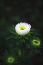 Close up of a wildflower ready to bloom