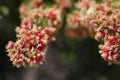 Close-up of wildflowers blooming in Pinnacles Desert Western Australia Royalty Free Stock Photo