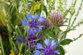 close up of wildflowers. bouquet of cornflowers, clover Royalty Free Stock Photo