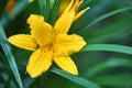 Close-up of wildflowers general planm view on top Royalty Free Stock Photo