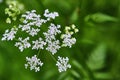 Close-up of wildflowers general planm view on top Royalty Free Stock Photo