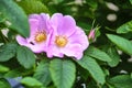 Close-up of wildflowers general planm view on top Royalty Free Stock Photo