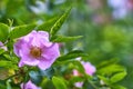 Close-up of wildflowers general planm view on top Royalty Free Stock Photo