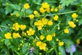 Close-up of wildflowers general planm view on top Royalty Free Stock Photo