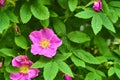 Close-up of wildflowers general planm view on top Royalty Free Stock Photo