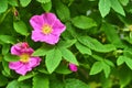 Close-up of wildflowers general planm view on top Royalty Free Stock Photo