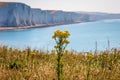 Ragworts at the Sussex Coast