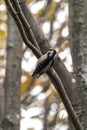 Close-up wildlife bird photograph of a male downy woodpecker clinging to a branch in the woods with other trees blurred in the Royalty Free Stock Photo
