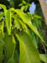 Close-up of a Wildlife Creature Among Green Plants and Flowers in Nature