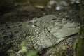 Close up wildlife crocodile skin dangerous animals reptilia Royalty Free Stock Photo