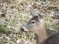 A close-up wildlife head shot photograph of a brown furred female doe white tailed deer laying in brown grass and leaves in a Royalty Free Stock Photo