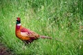 European common ring necked pheasant. Phasianus colchicus Royalty Free Stock Photo