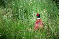 European common ring necked pheasant. Phasianus colchicus Royalty Free Stock Photo