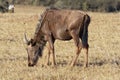 Wildebeast grazing on dry grass in the Western Cape, South Africa