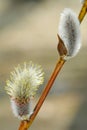 Close-up of willow catkins on the branch Royalty Free Stock Photo