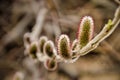 Close-up of willow catkins