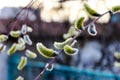 Close up of willow catkins. Flowering willow - waking up nature Royalty Free Stock Photo