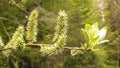 Close up of willow catkins. Flowering willow - waking up nature Royalty Free Stock Photo