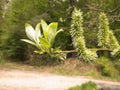 Close up of willow catkins. Flowering willow - waking up nature Royalty Free Stock Photo