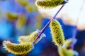 Close up of willow catkins. Flowering willow - waking up nature. Royalty Free Stock Photo