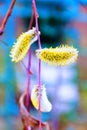Close up of willow catkins. Flowering willow - waking up nature. Royalty Free Stock Photo
