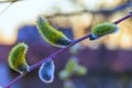 Close up of willow catkins. Flowering willow - waking up nature Royalty Free Stock Photo