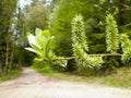 Close up of willow catkins. Flowering willow - waking up nature Royalty Free Stock Photo